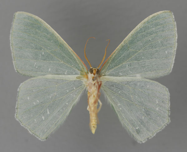 /filer/webapps/moths/media/images/N/niphosporas_Prasinocyma_A_ZSM_02.jpg