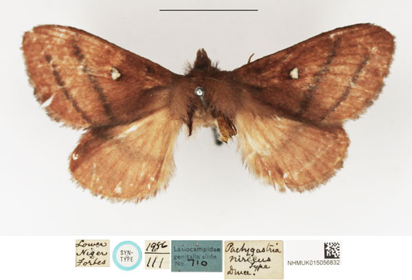 /filer/webapps/moths/media/images/N/niris_Pachygastria_STM_NHMUK.jpg