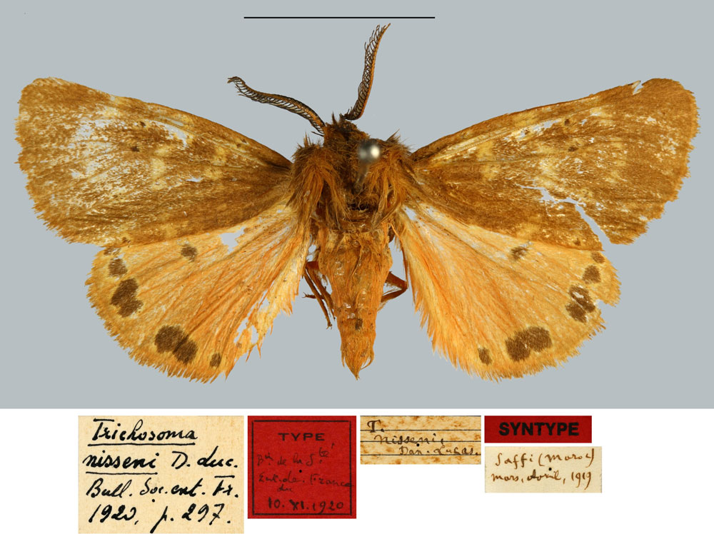 /filer/webapps/moths/media/images/N/nisseni_Trichosoma_ST_MNHN.jpg