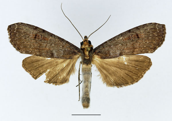 /filer/webapps/moths/media/images/N/nisus_Thacona_AM_Basquin_01.jpg