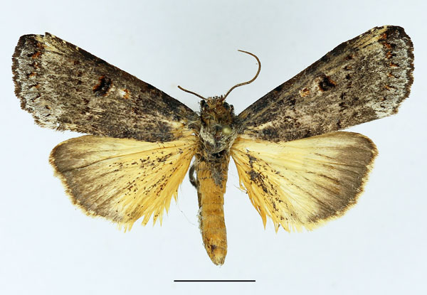 /filer/webapps/moths/media/images/N/nisus_Thacona_AM_Basquin_03.jpg
