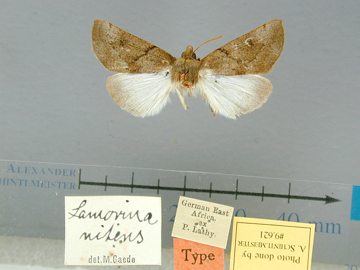 /filer/webapps/moths/media/images/N/nitens-Lamorina-9621-HT-Tanzania.jpg