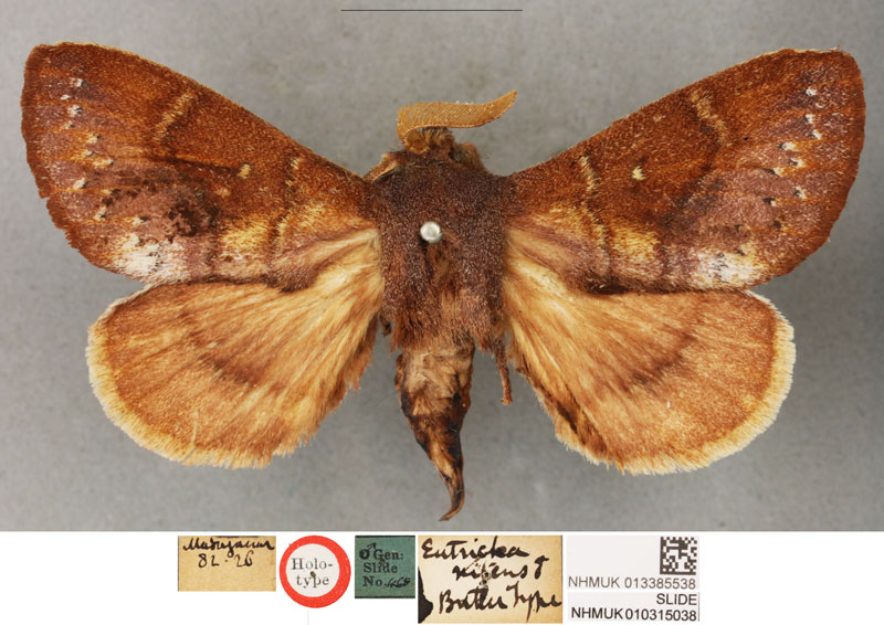 /filer/webapps/moths/media/images/N/nitens_Eutricha_HT_BMNH.jpg