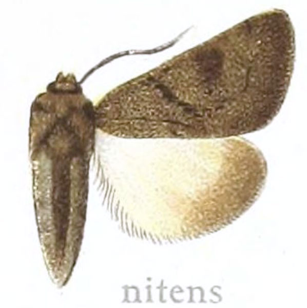/filer/webapps/moths/media/images/N/nitens_Lamorina_HT_Gaede_71a.jpg