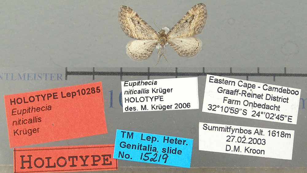 /filer/webapps/moths/media/images/N/niticallis_Eupithecia_HT_TMSA.jpg