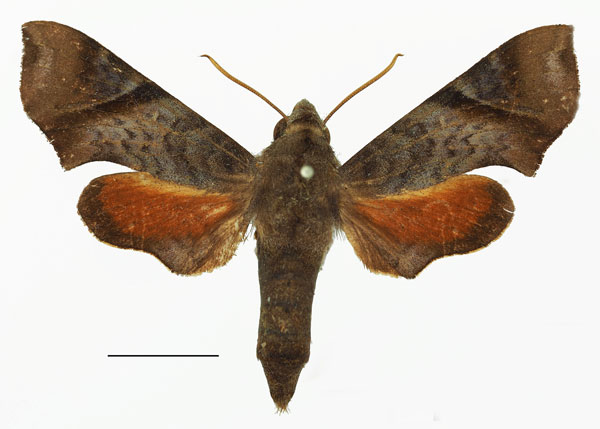 /filer/webapps/moths/media/images/N/nitida_Temnora_AF_Basquin.jpg