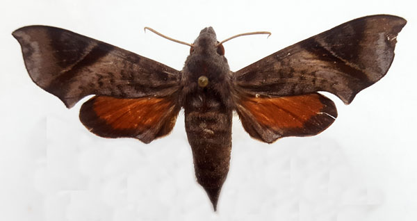 /filer/webapps/moths/media/images/N/nitida_Temnora_AF_Turlin.jpg