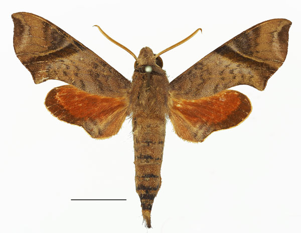 /filer/webapps/moths/media/images/N/nitida_Temnora_AM_Basquina.jpg