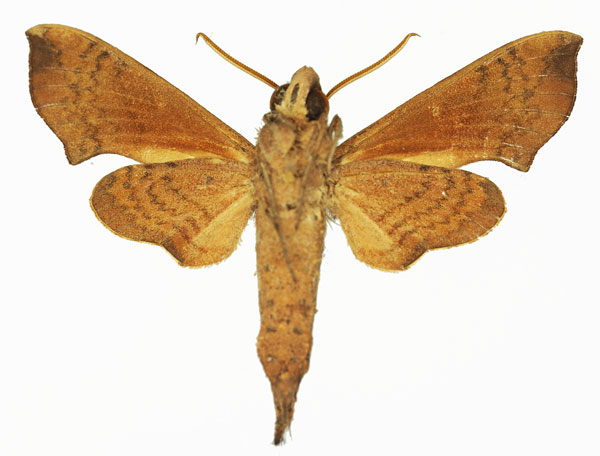 /filer/webapps/moths/media/images/N/nitida_Temnora_AM_Basquinb.jpg