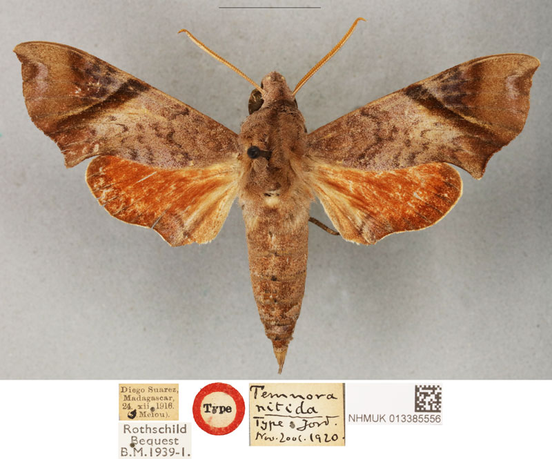 /filer/webapps/moths/media/images/N/nitida_Temnora_ST_BMNH_01.jpg