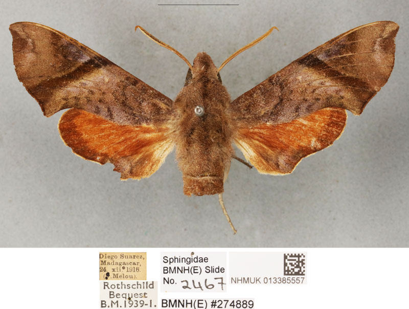 /filer/webapps/moths/media/images/N/nitida_Temnora_ST_BMNH_02.jpg