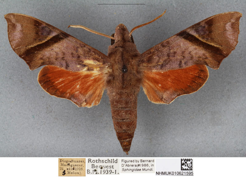 /filer/webapps/moths/media/images/N/nitida_Temnora_ST_BMNHa.jpg