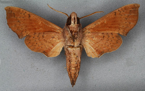/filer/webapps/moths/media/images/N/nitida_Temnora_ST_BMNHb.jpg