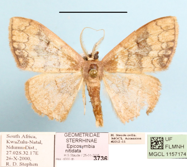 /filer/webapps/moths/media/images/N/nitidata_Epicosymbia_A_MGCLa_01.jpg