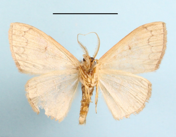 /filer/webapps/moths/media/images/N/nitidata_Epicosymbia_A_MGCLb_01.jpg
