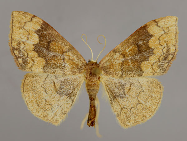 /filer/webapps/moths/media/images/N/nitidata_Epicosymbia_A_ZSM_01.jpg