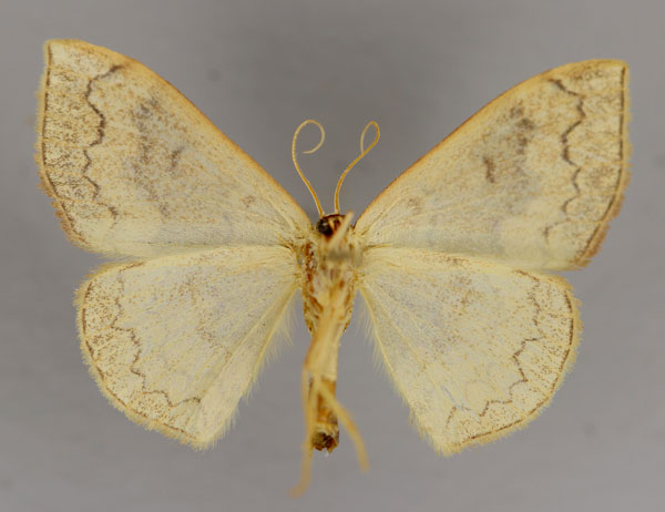 /filer/webapps/moths/media/images/N/nitidata_Epicosymbia_A_ZSM_02.jpg