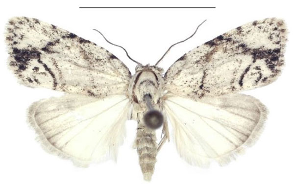 /filer/webapps/moths/media/images/N/nitidipicta_Ezishnola_HT_ANHRT.jpg