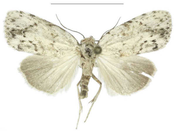 /filer/webapps/moths/media/images/N/nitidipicta_Ezishnola_PTF_ANHRT_01.jpg