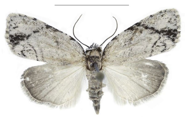 /filer/webapps/moths/media/images/N/nitidipicta_Ezishnola_PTF_ANHRT_02.jpg