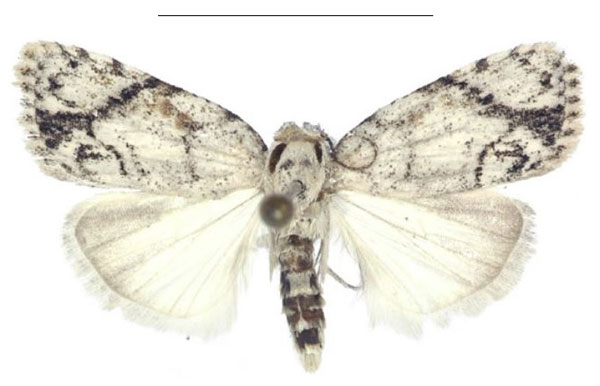 /filer/webapps/moths/media/images/N/nitidipicta_Ezishnola_PTM_ANHRT.jpg