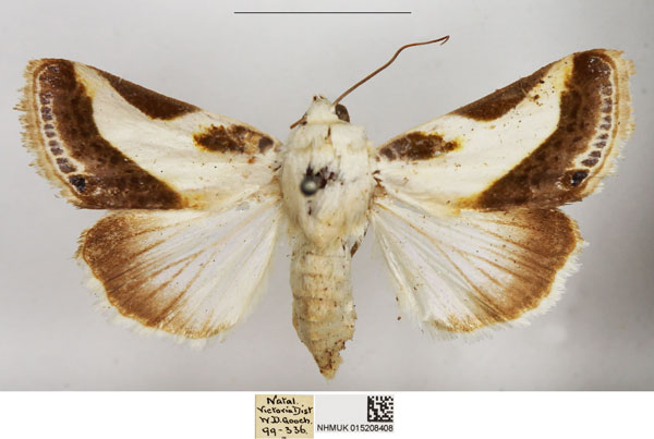 /filer/webapps/moths/media/images/N/nitidula_Acontia_AF_NHMUK.jpg