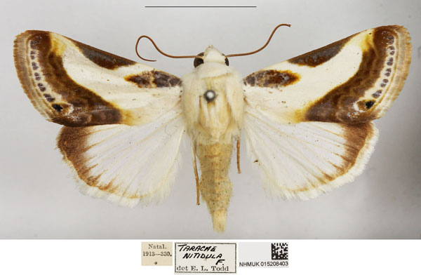 /filer/webapps/moths/media/images/N/nitidula_Acontia_AM_NHMUK.jpg