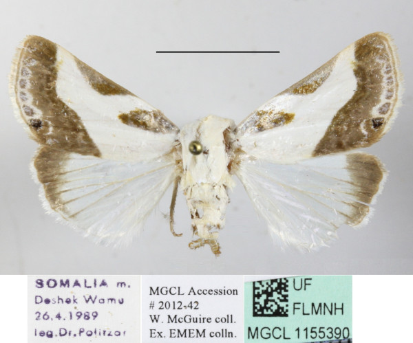 /filer/webapps/moths/media/images/N/nitidula_Acontia_A_MGCLa_01.JPG