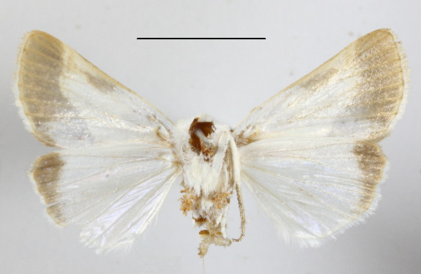 /filer/webapps/moths/media/images/N/nitidula_Acontia_A_MGCLb_01.JPG