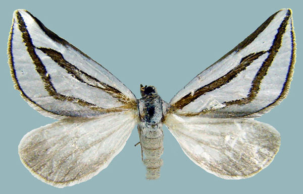/filer/webapps/moths/media/images/N/nitidula_Conchylia_AF_ZSMa.jpg