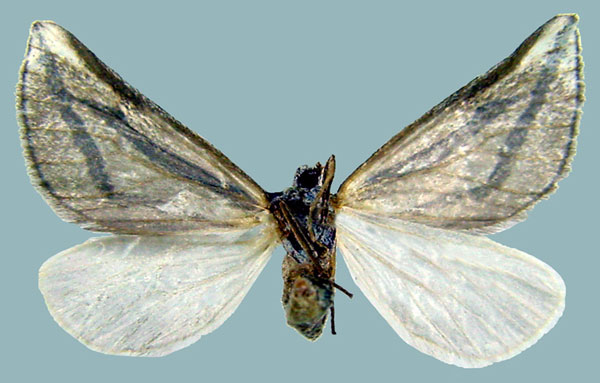 /filer/webapps/moths/media/images/N/nitidula_Conchylia_AF_ZSMb.jpg