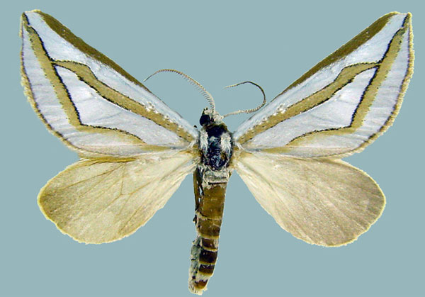 /filer/webapps/moths/media/images/N/nitidula_Conchylia_AM_ZSMa.jpg