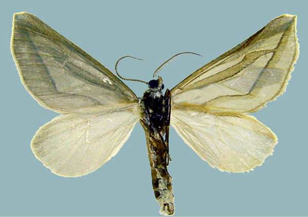 /filer/webapps/moths/media/images/N/nitidula_Conchylia_AM_ZSMb.jpg