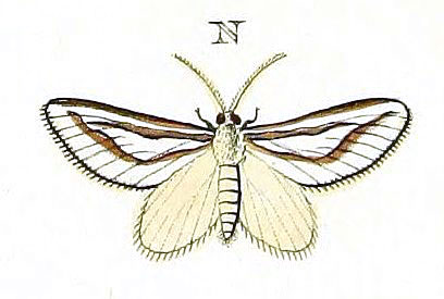 /filer/webapps/moths/media/images/N/nitidula_Conchylia_Cramer4_399_N.jpg