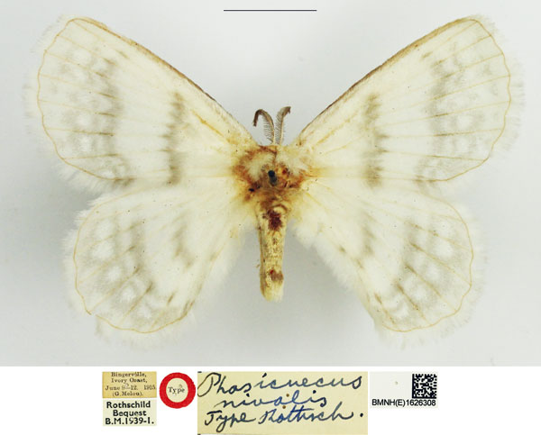 /filer/webapps/moths/media/images/N/nivalis_Phasicnecus_HT_NHMUK.jpg