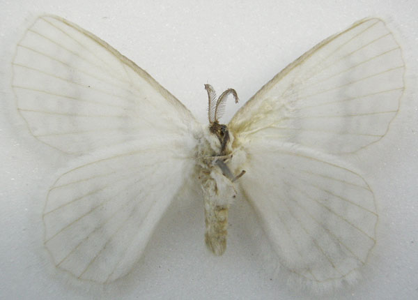 /filer/webapps/moths/media/images/N/nivalis_Phasicnecus_HT_NHMUKb.jpg