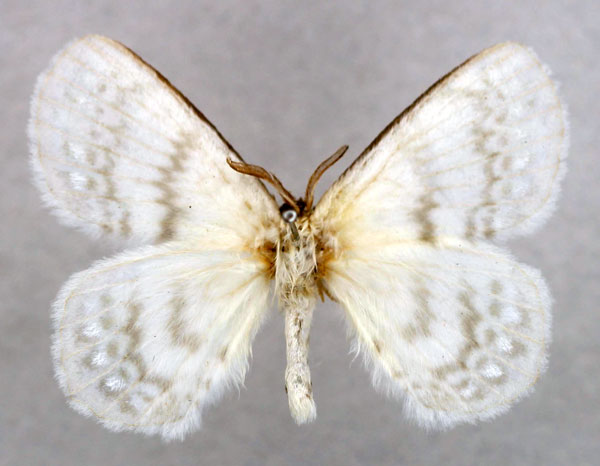 /filer/webapps/moths/media/images/N/nivalis_Stenoglene_AM_Basquin_01.jpg