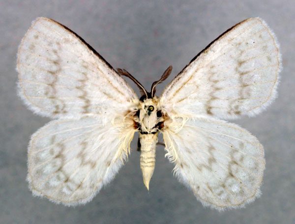 /filer/webapps/moths/media/images/N/nivalis_Stenoglene_AM_Basquin_02.jpg