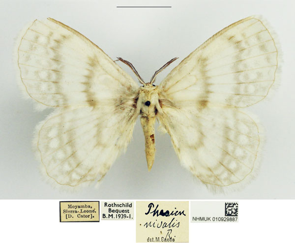 /filer/webapps/moths/media/images/N/nivalis_Stenoglene_AM_NHMUK.jpg