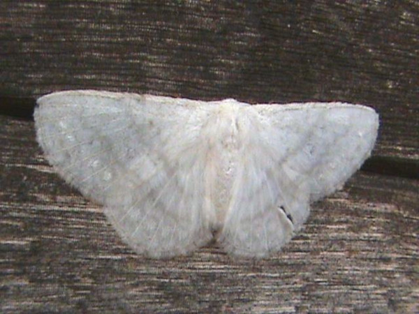 /filer/webapps/moths/media/images/N/nivalis_Stenoglene_A_Guyonnet.jpg