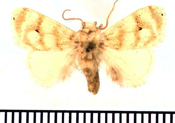 /filer/webapps/moths/media/images/N/nivata_Niphadolepis_AM_BMNH_02.jpg