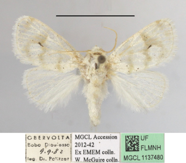 /filer/webapps/moths/media/images/N/nivata_Niphadolepis_A_MGCLa_01.JPG