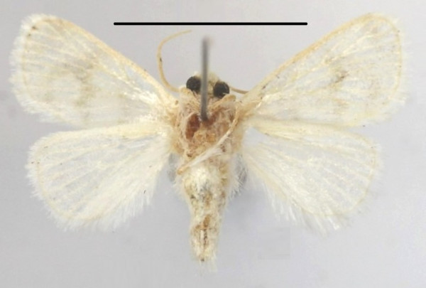 /filer/webapps/moths/media/images/N/nivata_Niphadolepis_A_MGCLb_01.JPG