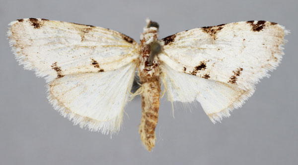 /filer/webapps/moths/media/images/N/nivatalis_Meganola_A_BMNH.jpg