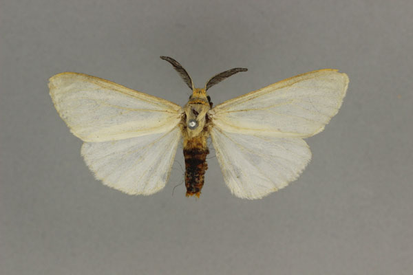 /filer/webapps/moths/media/images/N/nivea_Acantharctia_AM_BMNH.jpg
