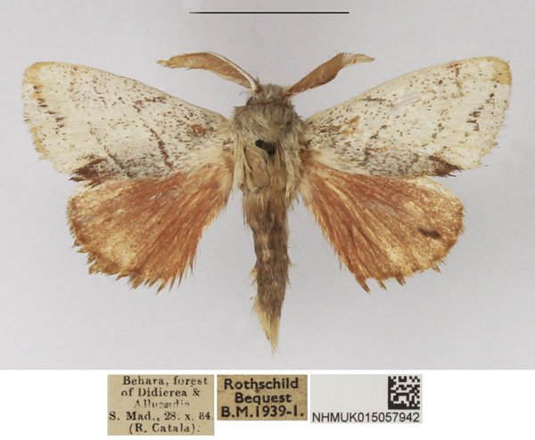 /filer/webapps/moths/media/images/N/nivea_Chionodiptera_AM_NHMUK_02.jpg