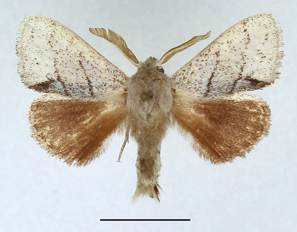 /filer/webapps/moths/media/images/N/nivea_Chionoptera_AM_Basquin_01.jpg