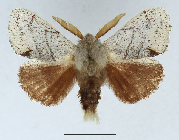 /filer/webapps/moths/media/images/N/nivea_Chionoptera_AM_Basquin_02.jpg
