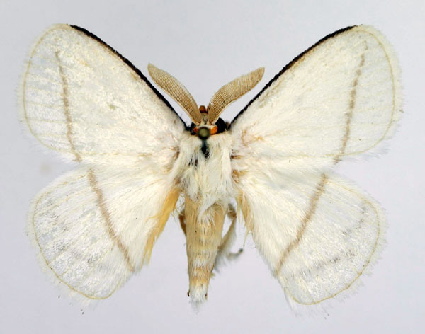 /filer/webapps/moths/media/images/N/nivea_Chrysopolomides_AM_Basquin_02.jpg