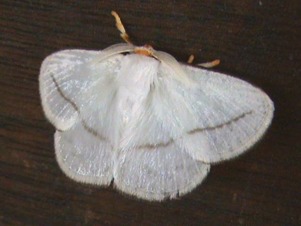 /filer/webapps/moths/media/images/N/nivea_Chrysopolomides_A_Guyonnet.jpg